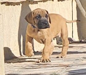 du mourre d'agnies - Chiot disponible  - Dogue allemand