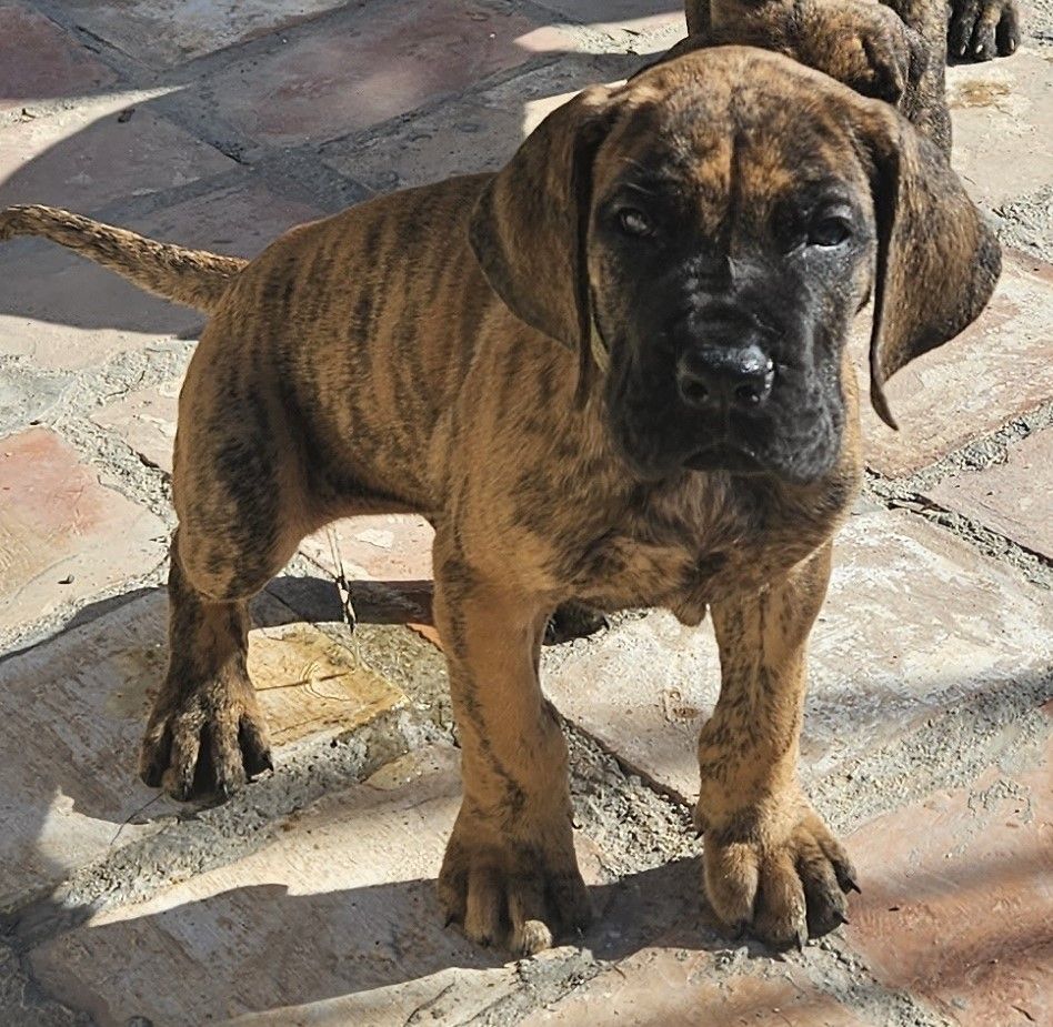 du mourre d'agnies - Chiot disponible  - Dogue allemand