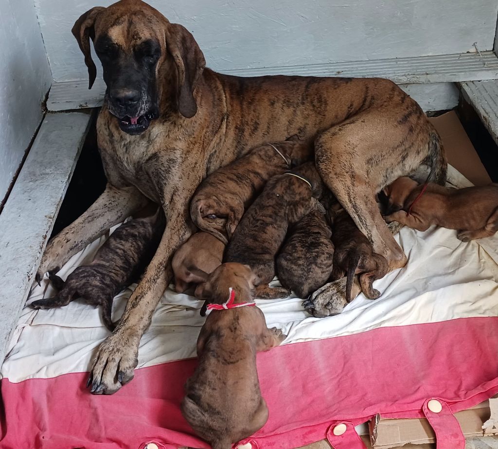 chiot Dogue allemand du mourre d'agnies