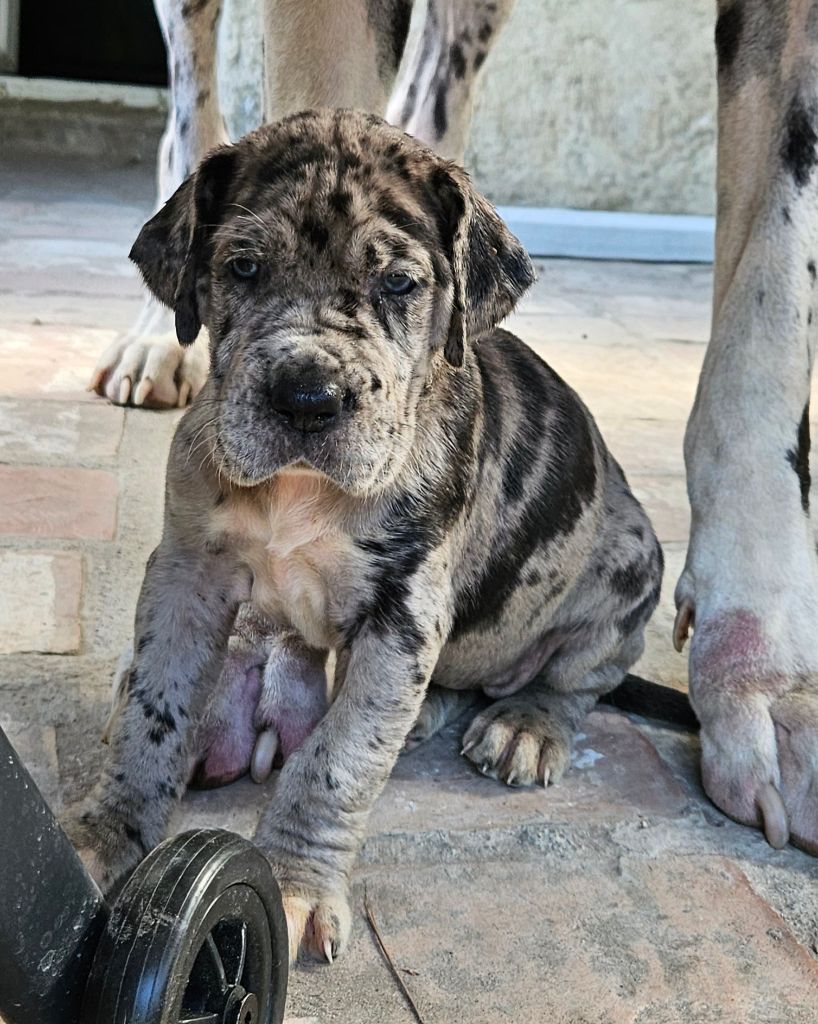 du mourre d'agnies - naissance 3 chiots le 17 juin 2025