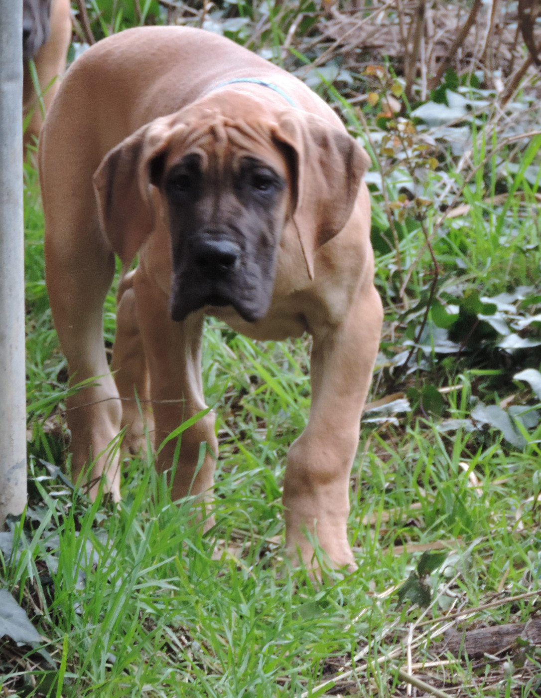 du mourre d'agnies - Chiots disponibles - Dogue allemand