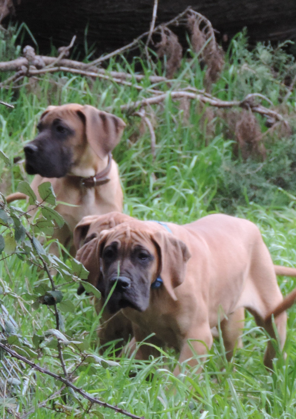 du mourre d'agnies - Chiots disponibles - Dogue allemand