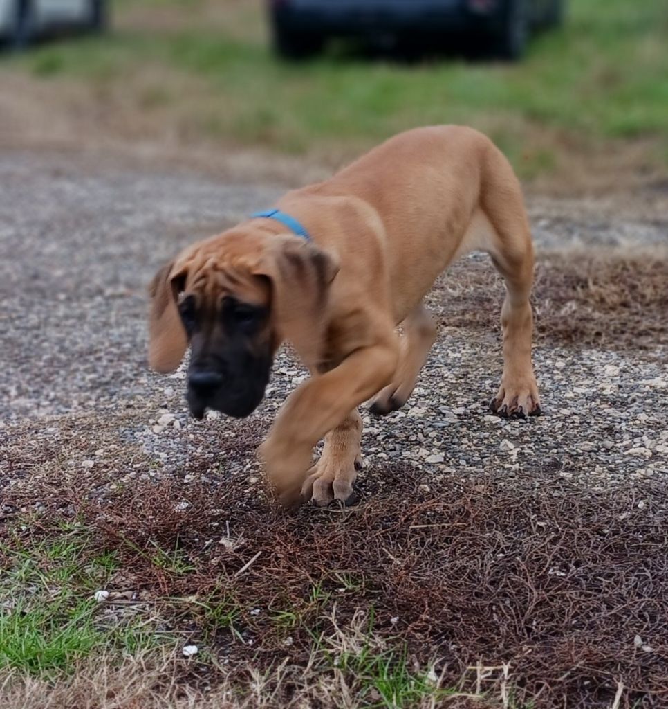 du mourre d'agnies - Chiots disponibles - Dogue allemand