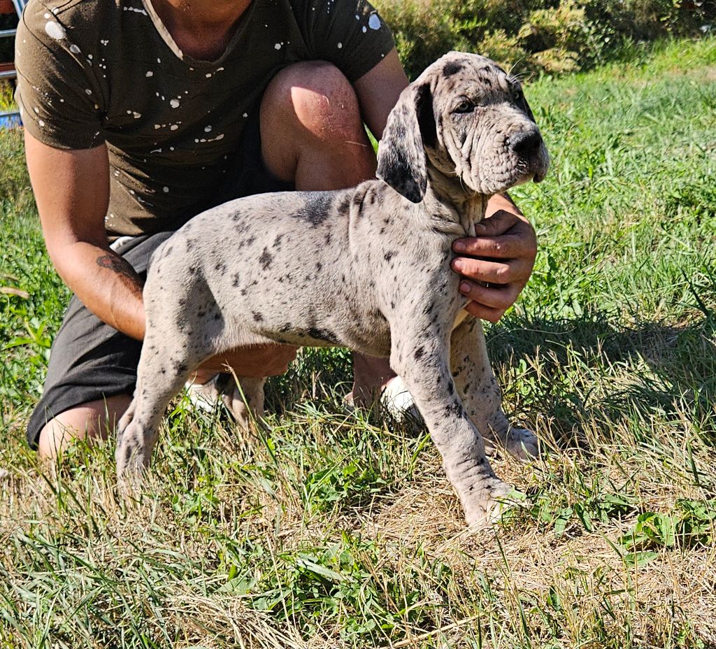 du mourre d'agnies - Chiots disponibles - Dogue allemand