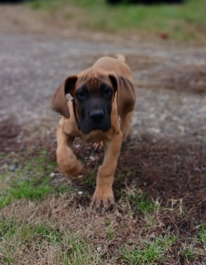 du mourre d'agnies - Chiots disponibles - Dogue allemand